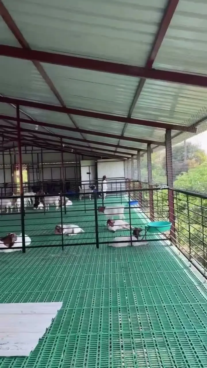 Qo'ylar uchun plastik pol qoplamasi — mahsulot videosi